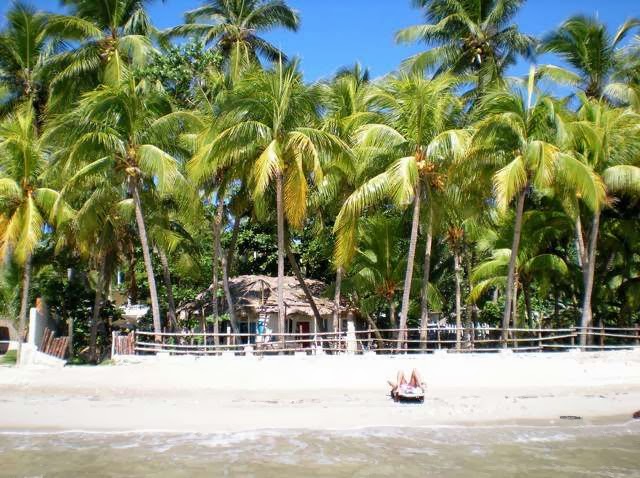 palm trees overhang a small hut on the beach