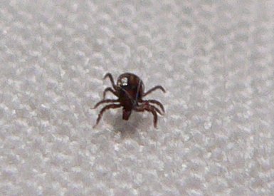 an adult tickler on a white sheet