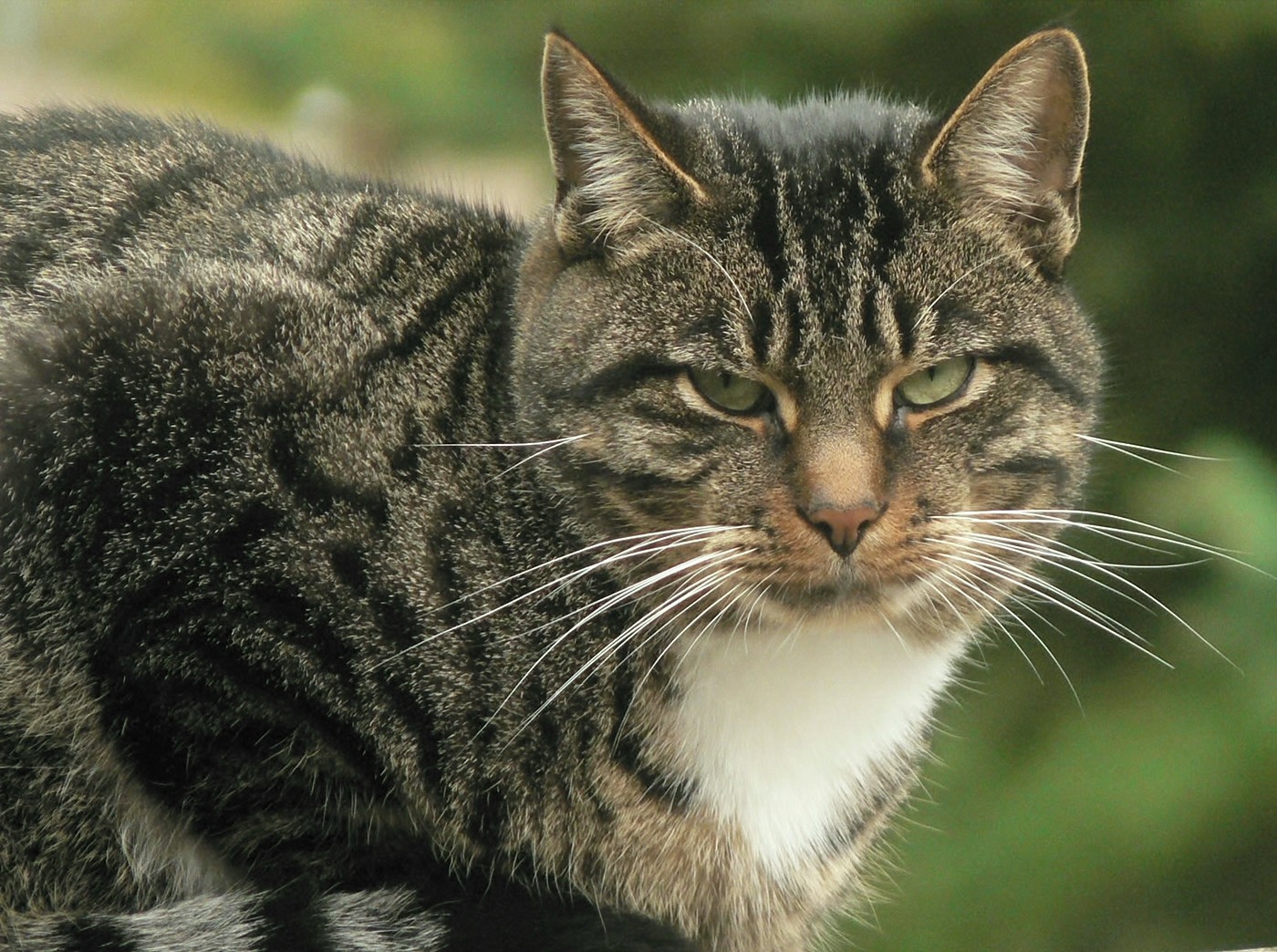 this is a po of a cat staring straight ahead