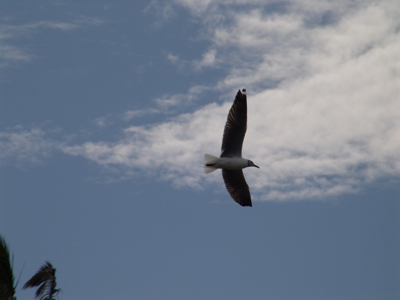 a white bird flying against a blue sky