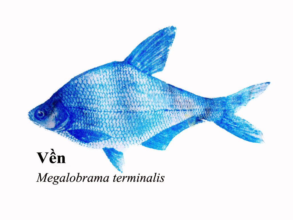the blue angelfish on white is shown with the words, ven megalosuna term