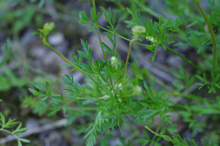 closeup of a weed sprout from the ground