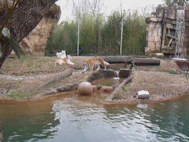 several tigers that are laying around in the water