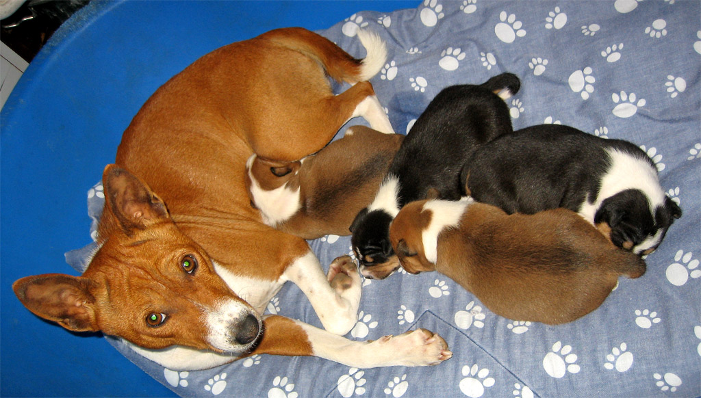 a dog lays with three puppies on a bed