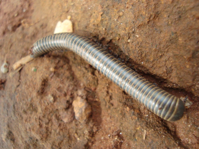 a large pipe laying on a dirt ground