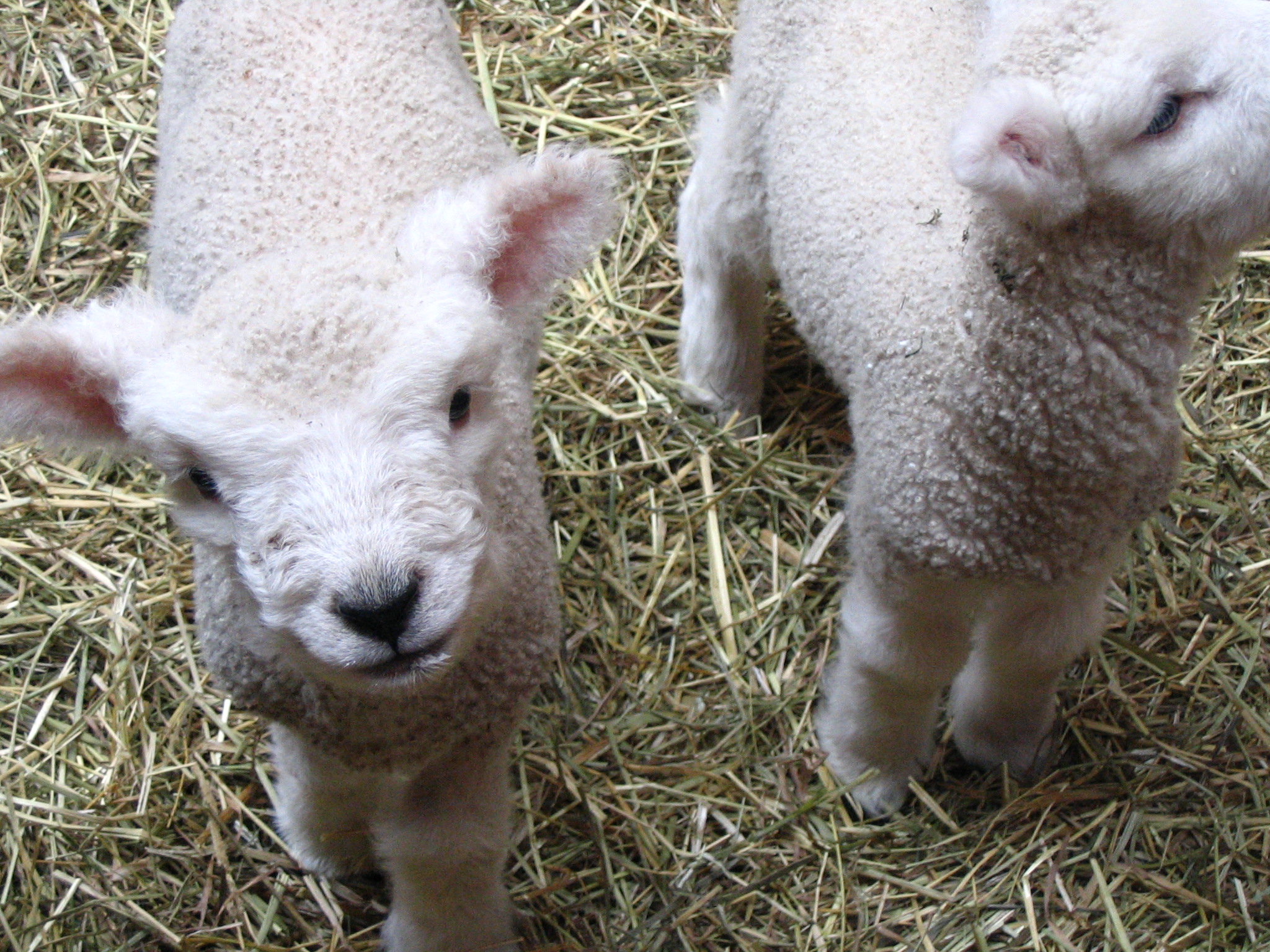 two small sheep standing next to each other on some hay