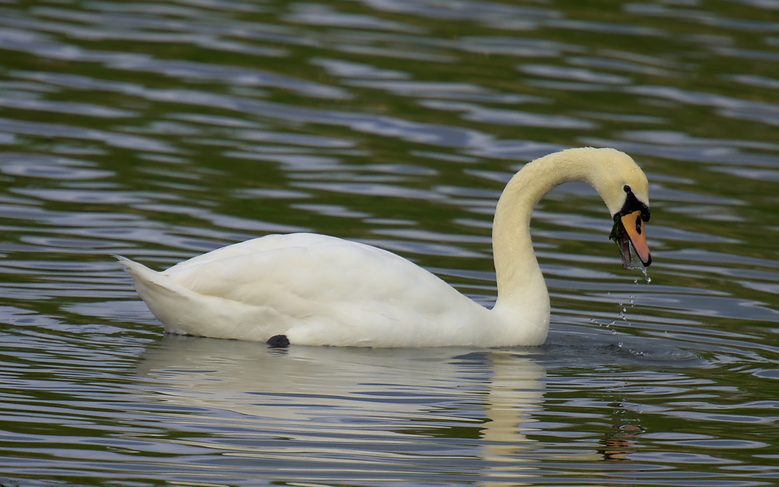 a swan is swimming in the water with his beak extended
