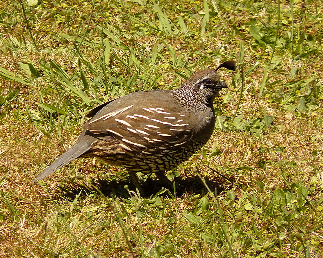 there is a bird that is standing in the grass