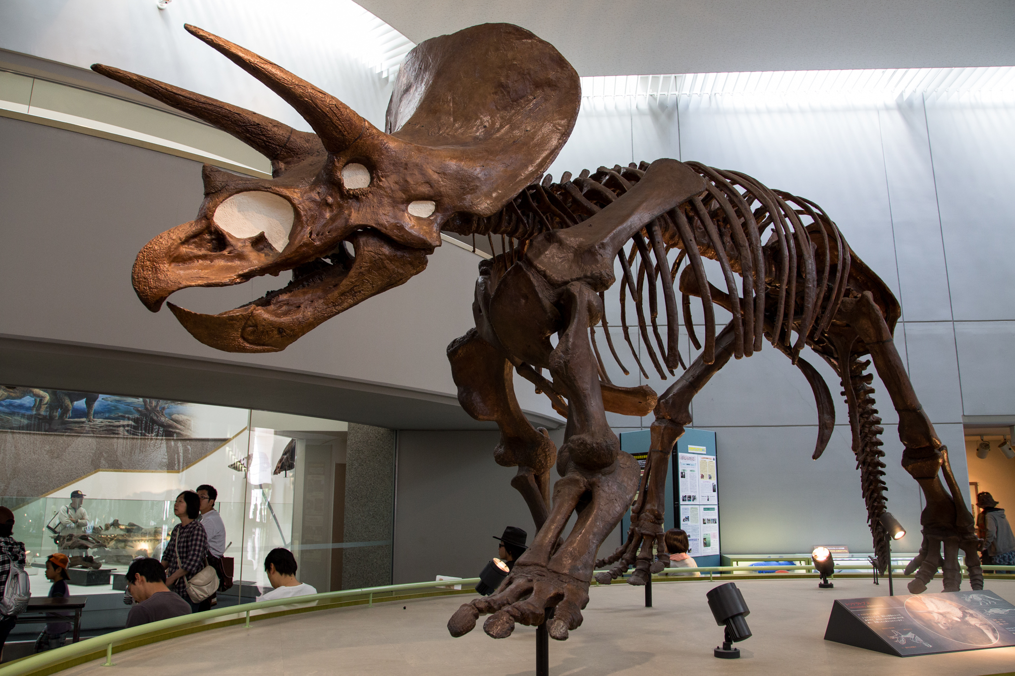 a large dinosaur skeleton with large teeth, and a mouth open