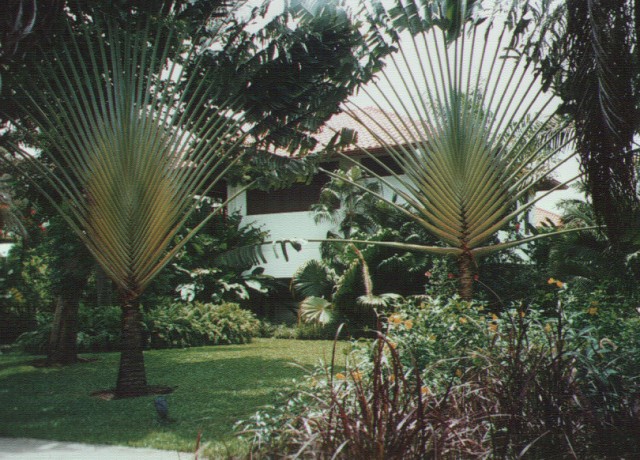 trees in front of a house surrounded by shrubbery and greenery