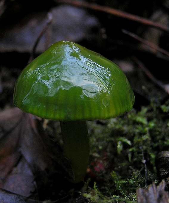 the green mushroom looks like a leafy alien