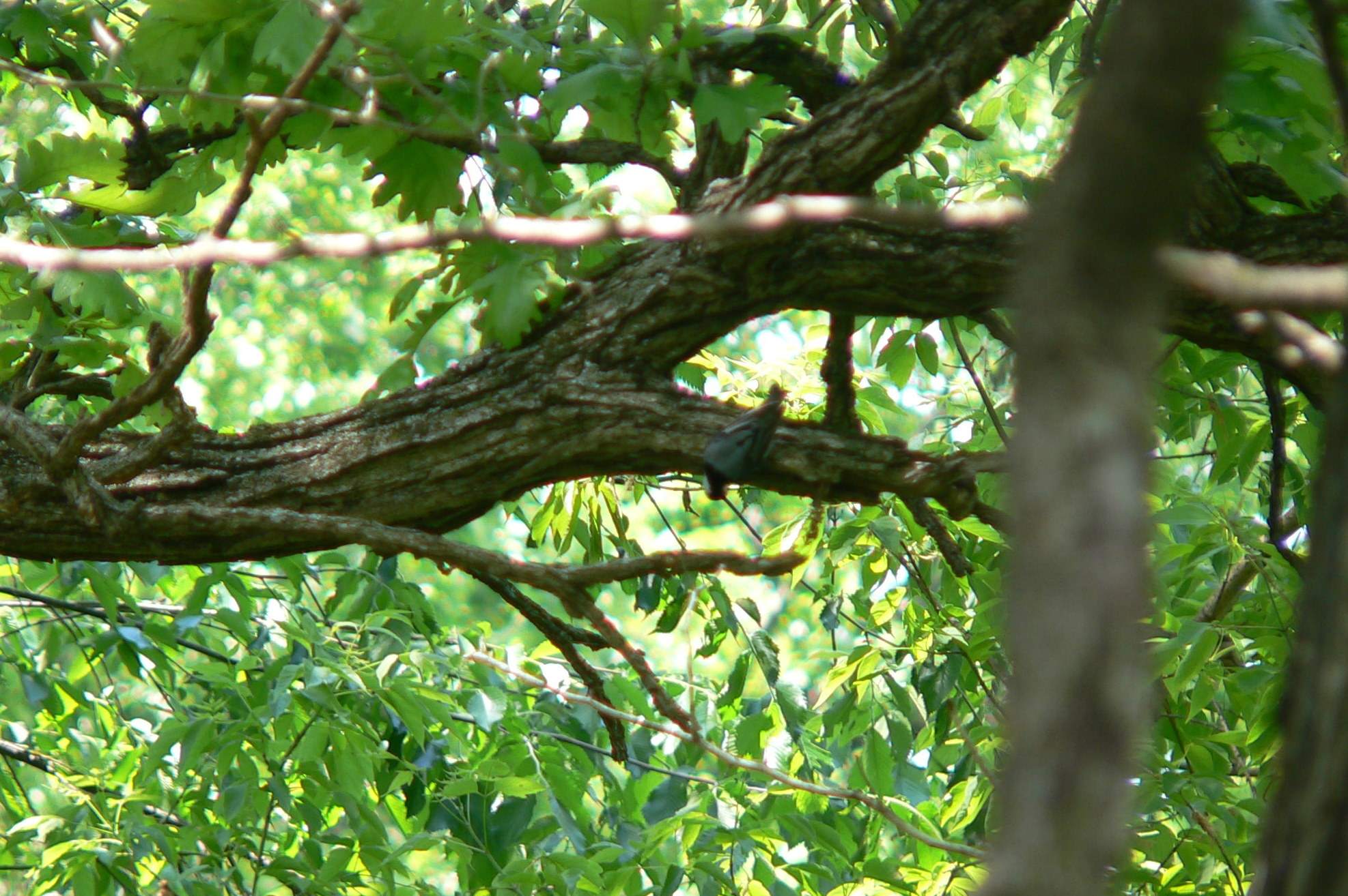 a bird sits on a tree nch in a green forest