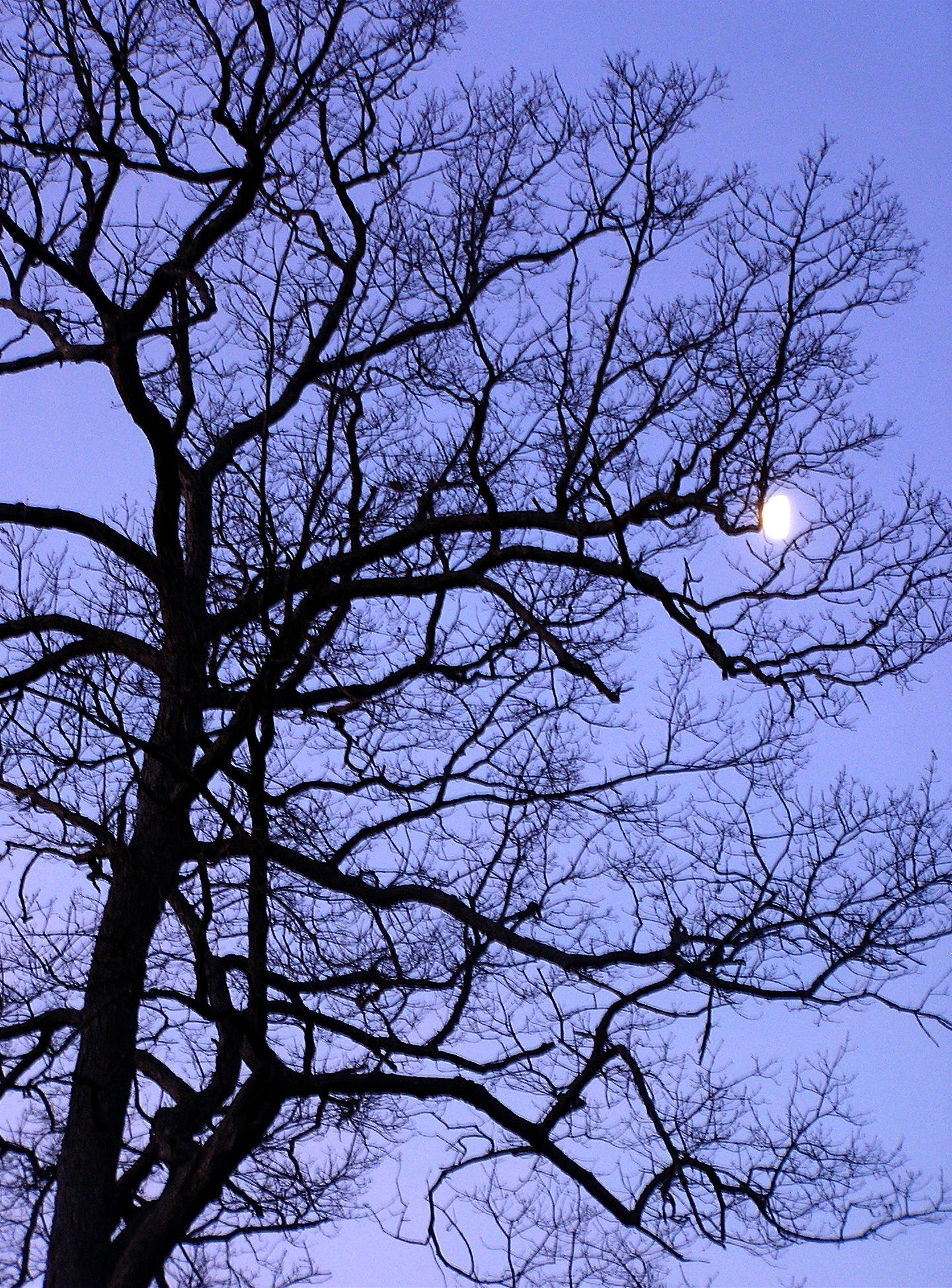 the moon shines behind a bare tree at dusk