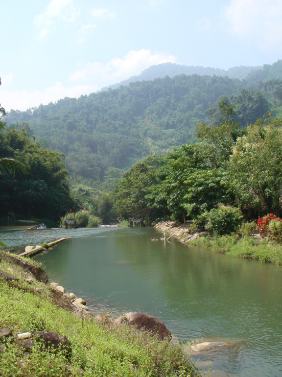 a river flowing through a lush green forest