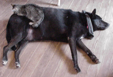 a cat is sitting on top of a dog's back