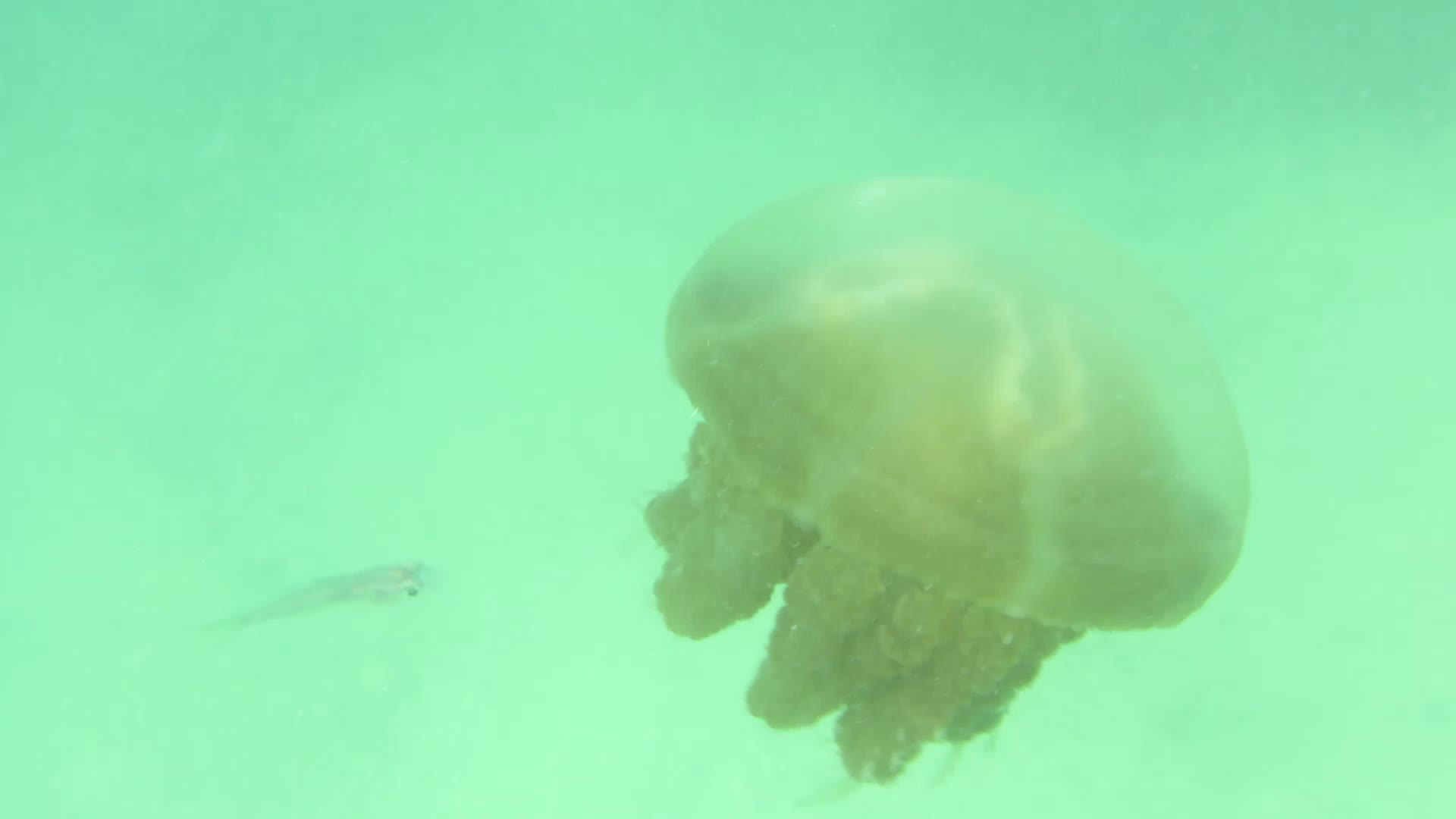 the back of a jelly fish underwater by itself