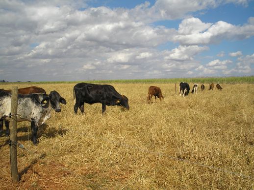 many cows are grazing on a field