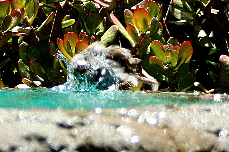 a very cute little water spout near a plant