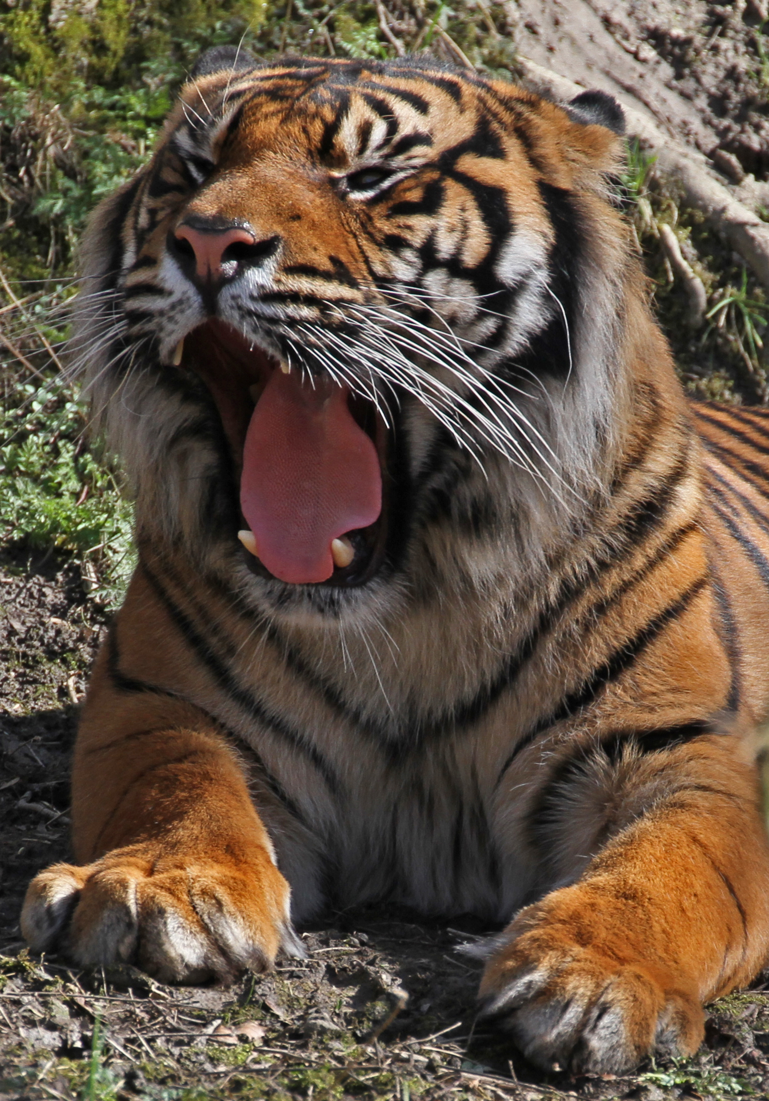 a big tiger yawning in the sun while laying on the grass