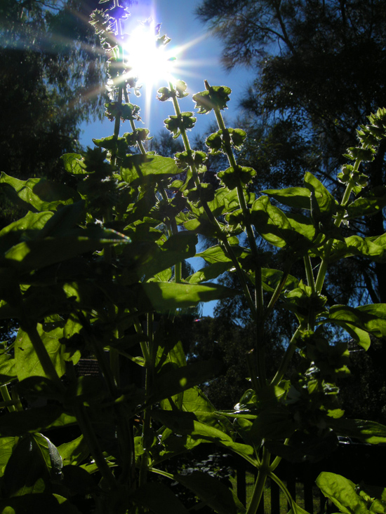the sun shines brightly on tall leaves of a bush