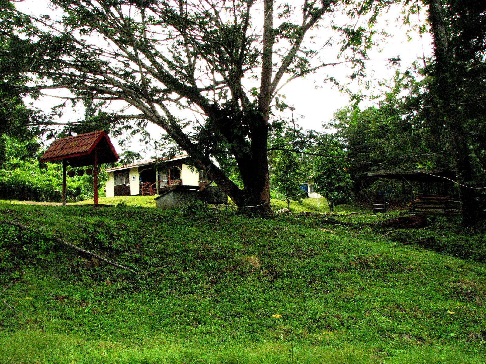 a barn and some trees near grass