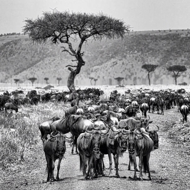 a herd of animals grazing in the wild