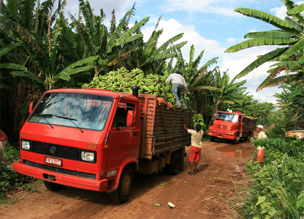 three trucks carrying bananas down a rural road