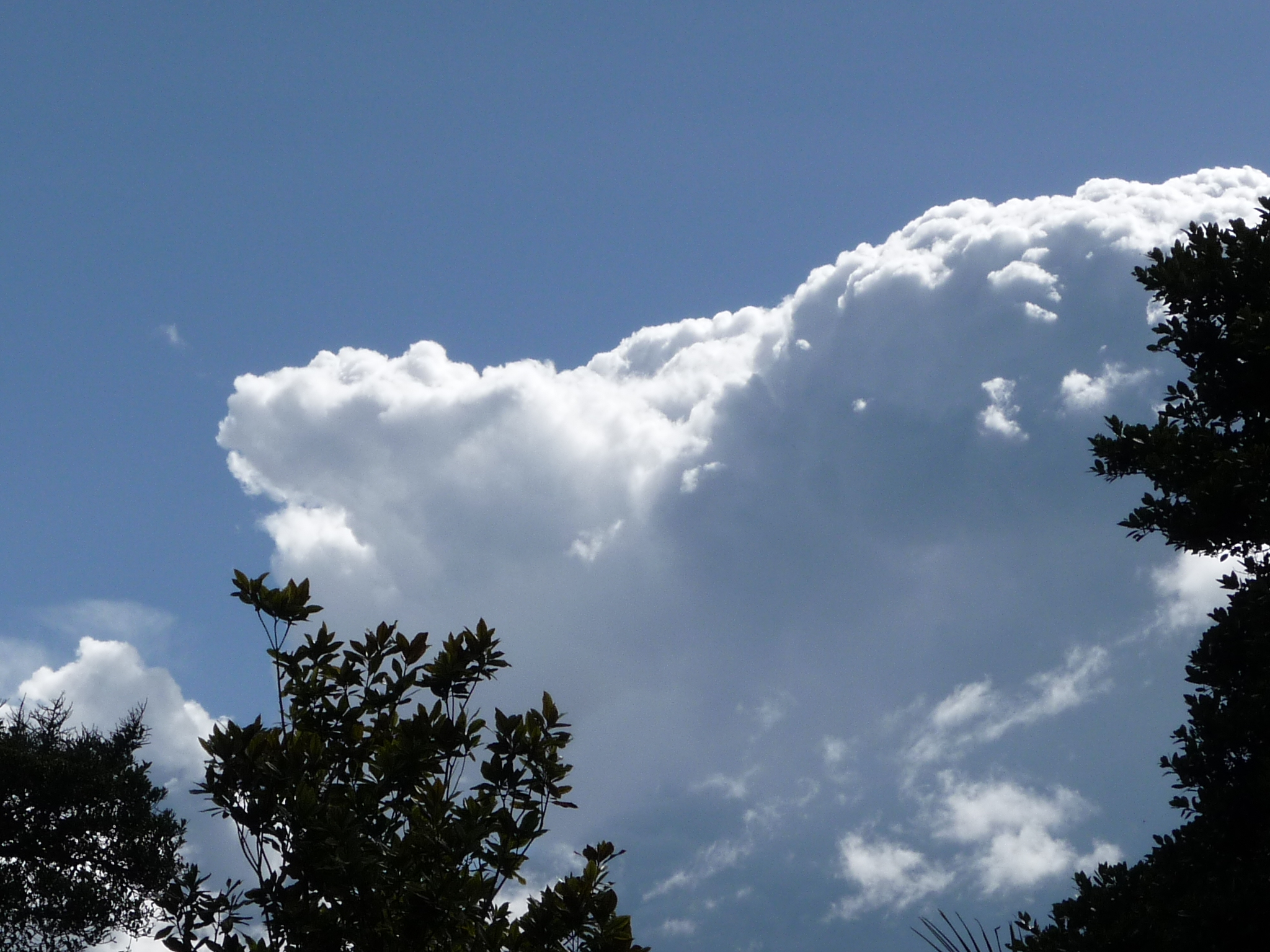 trees with cloudy skies and blue sky in background