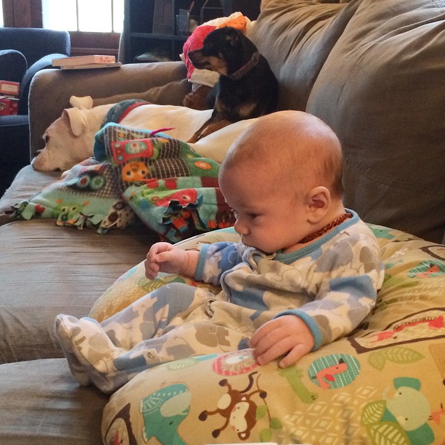 a dog sitting on a sofa near a baby wrapped in blankets