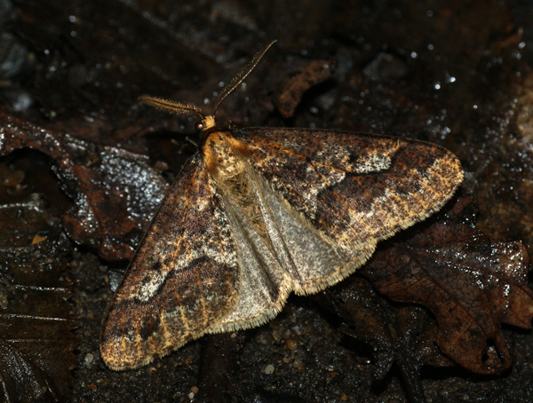 a brown and white erfly sitting on some leaves