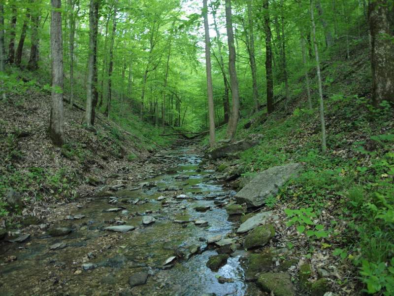 a river runs through the woods near the ground