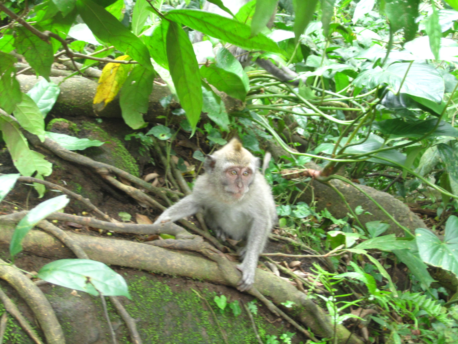 a small monkey sitting on the side of a tree