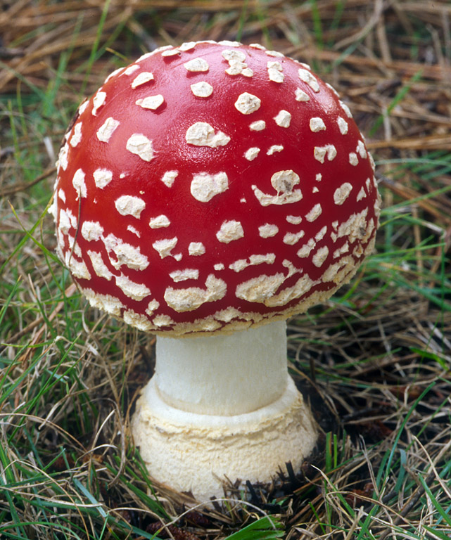 red and white mushroom in grass by itself