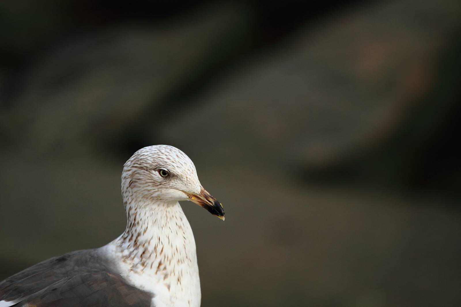 a closeup of a bird with a blurred background