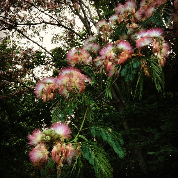 a tree with pink flowers growing inside of it