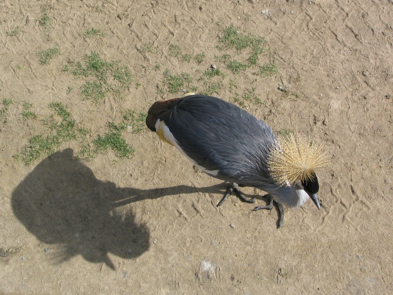a bird with an odd head walking in the sand