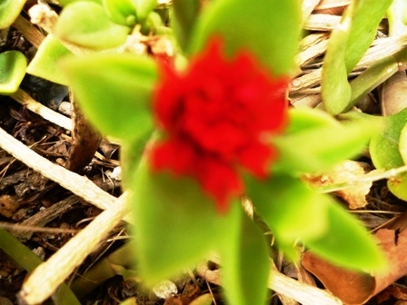 red flower and green plant growing on some leaves