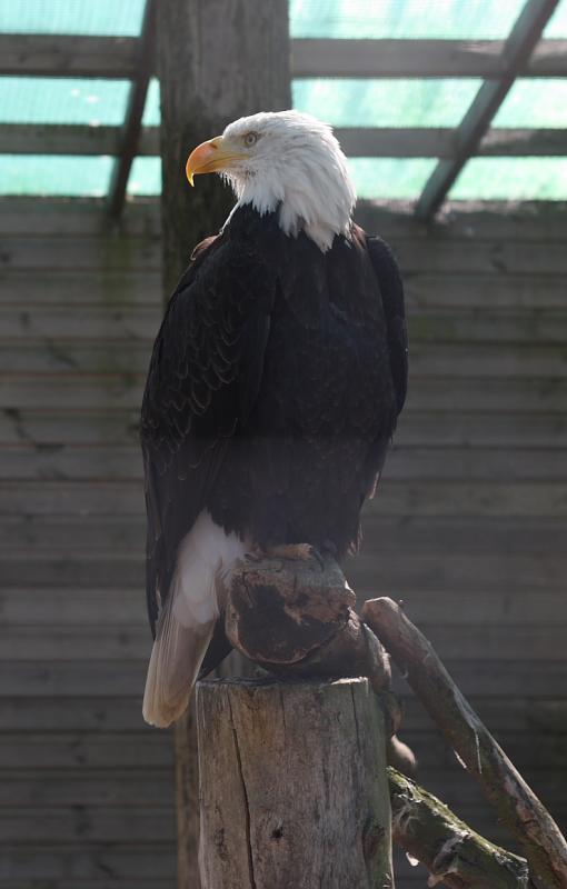 a bald eagle sitting on top of a pole