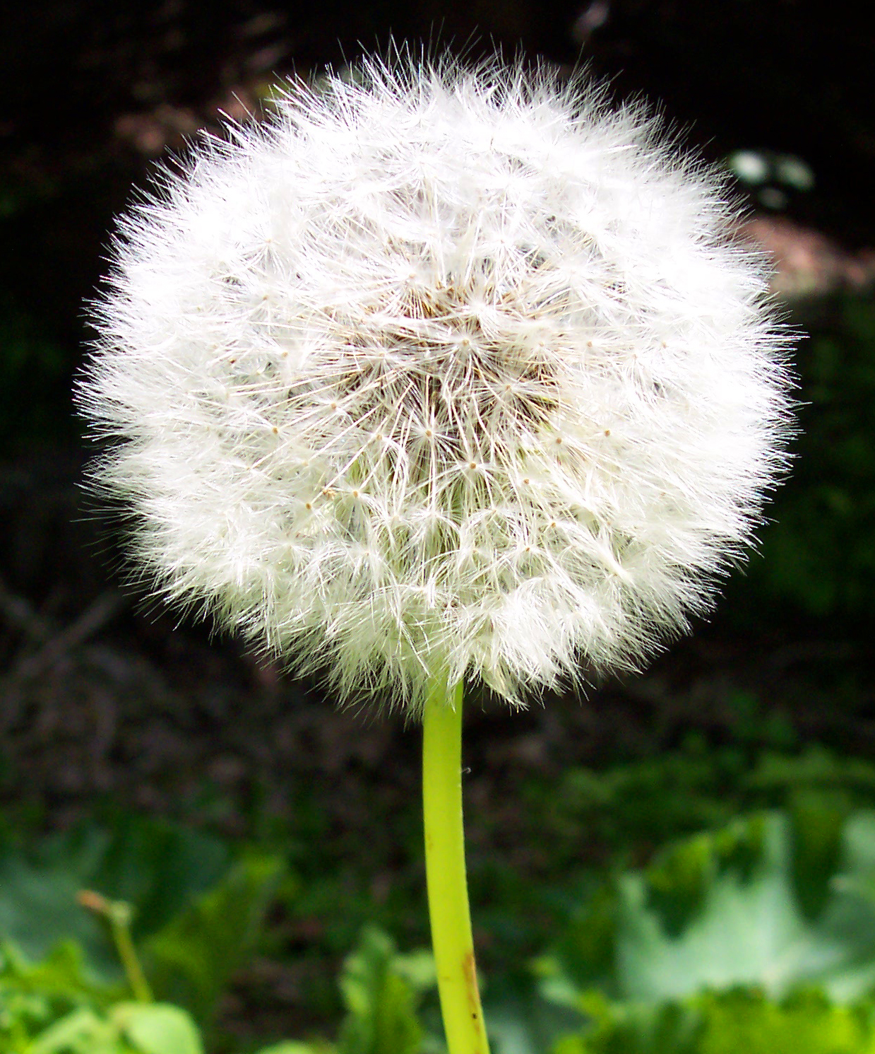 the seed of a dandelion is ready for picking up