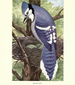 a blue jay perched on a tree nch
