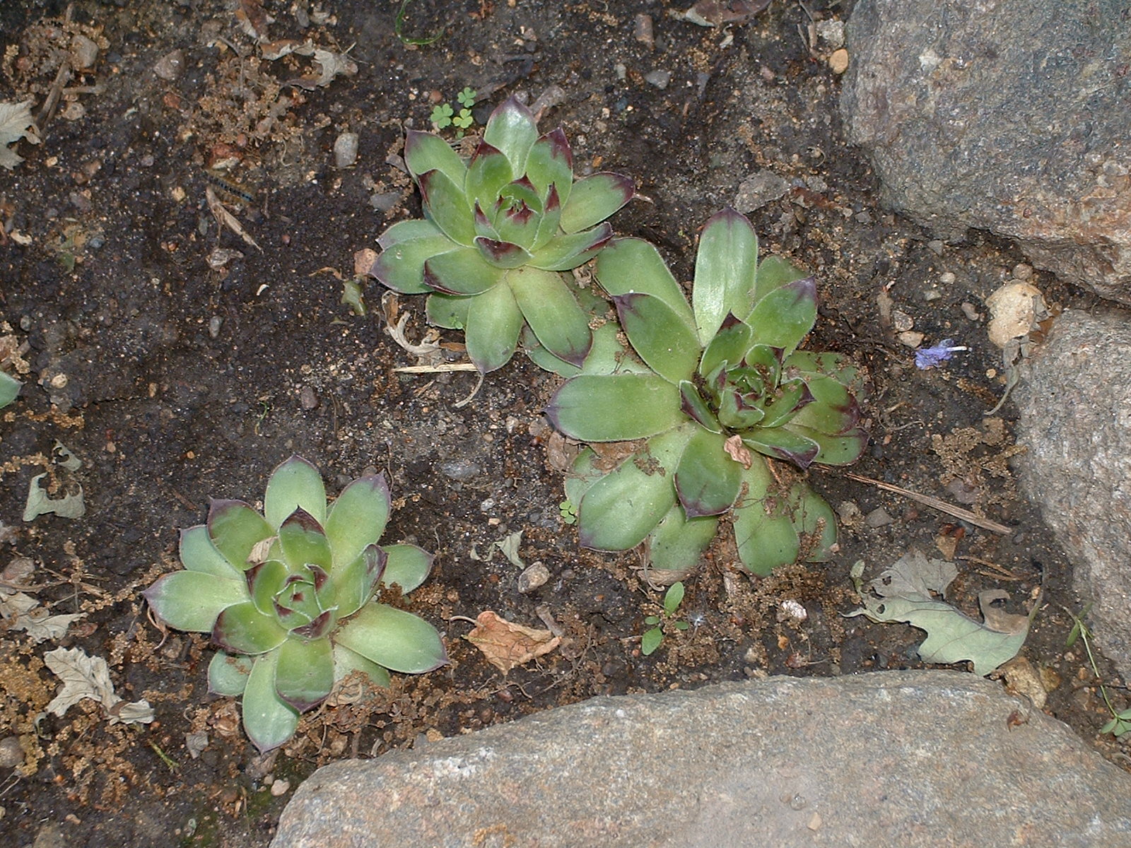 some green plants are in a rock garden