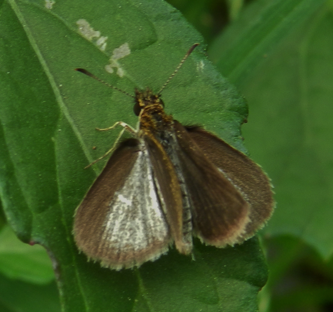 a small brown and white erfly is perched on a leaf