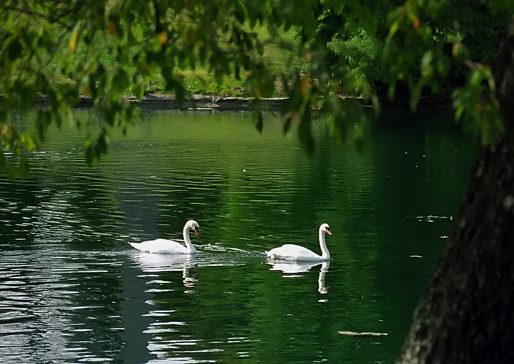 two white swans swim through the water