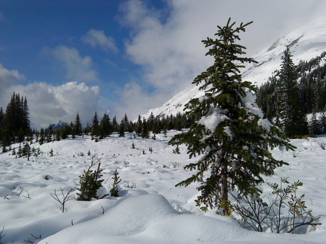 there are snow covered trees on the hillside