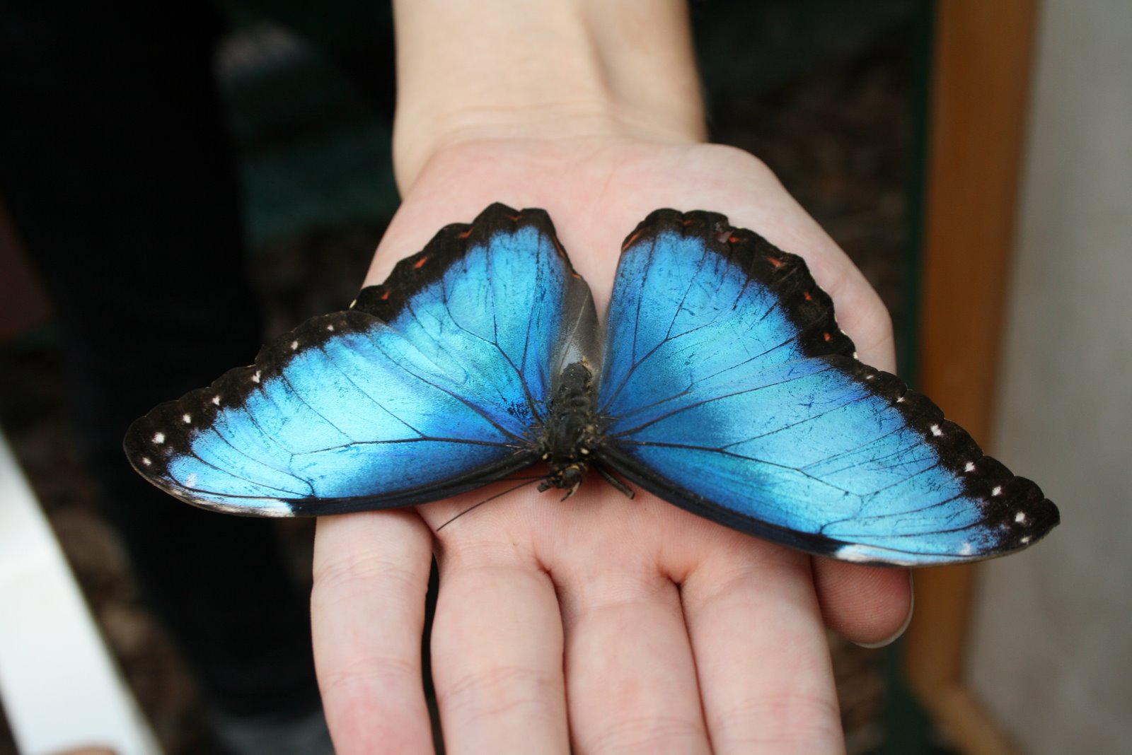 two blue erflies are on the palm of someones hand