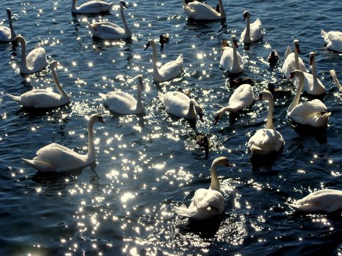 many swans swimming on a lake with their backs to the camera