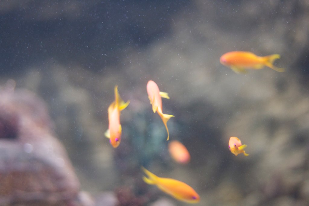 many gold fish swimming in an aquarium