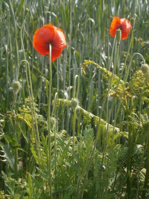 red poppies stand tall in an array of green grass