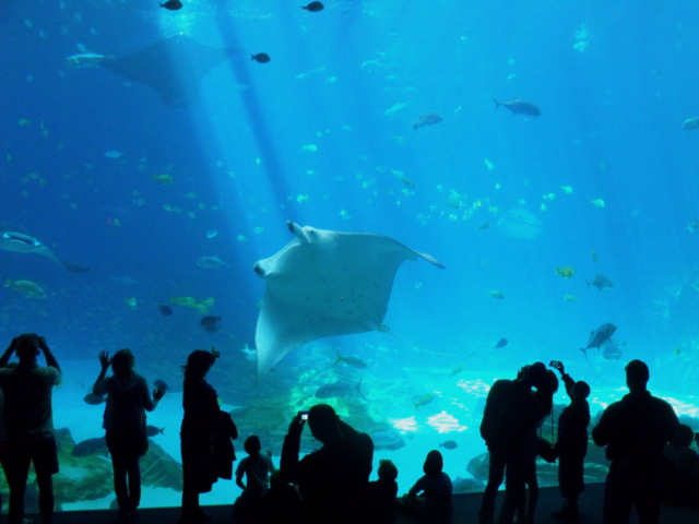 a large aquarium with many people standing around