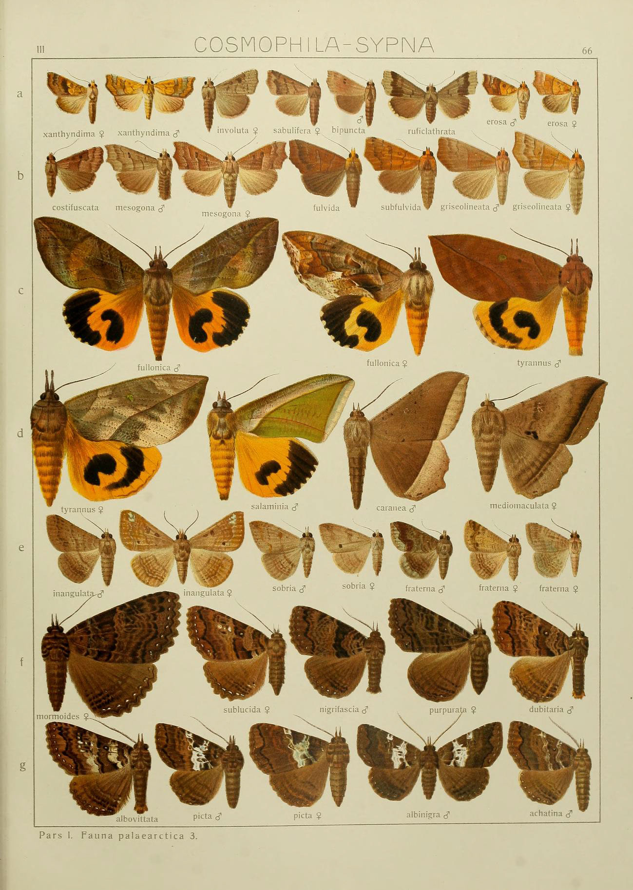 several moths on a sheet of paper